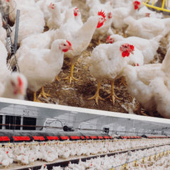 Quantify the  Values of IoT Technologies for Poultry Farming
